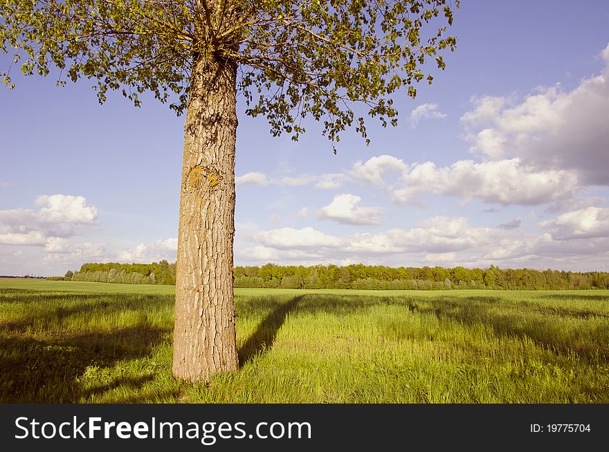 Summer landscape with tree and shadows