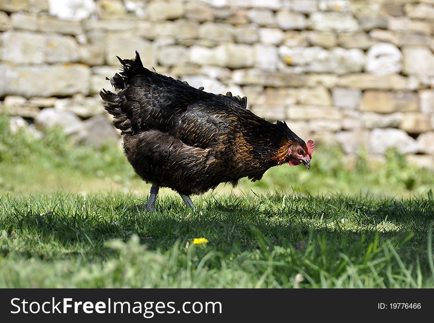 Close up of brown chicken standing in grass. Close up of brown chicken standing in grass