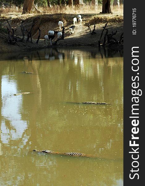 Vertical image of the scared crocodiles in a lake in Dogon country in Mali. Vertical image of the scared crocodiles in a lake in Dogon country in Mali