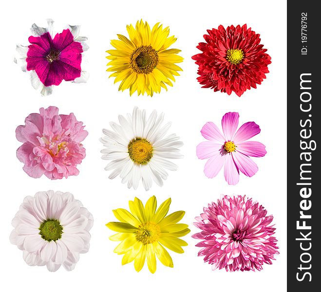 Collection flowers isolated over white