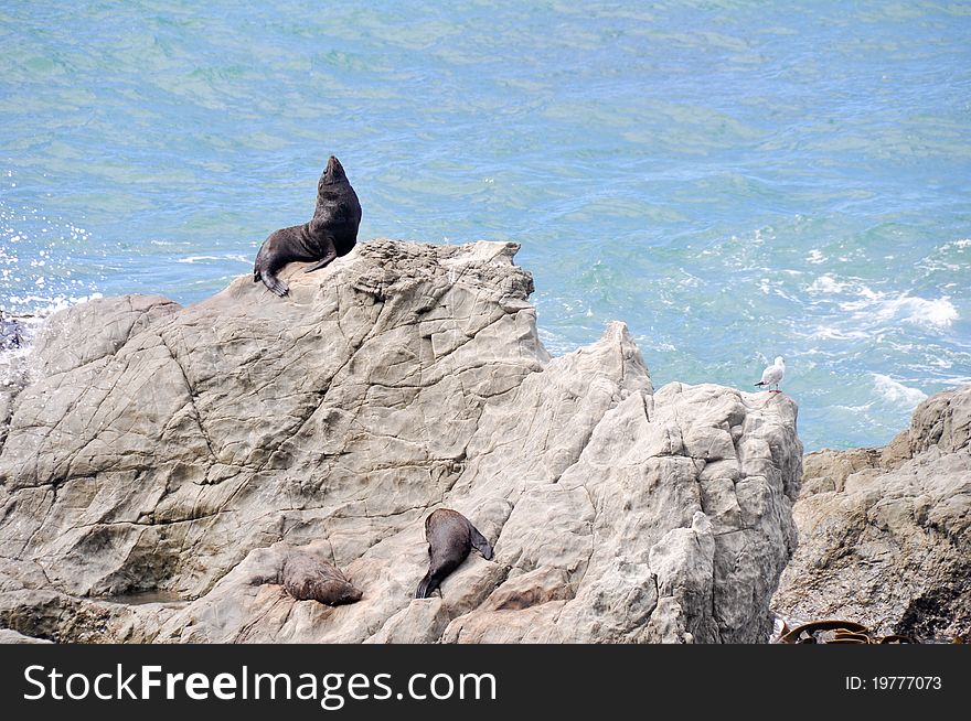 Wild Seals At Ohau Point, New Zealand