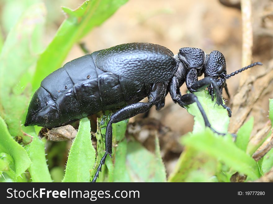 A large black oil beetle on island La Palma