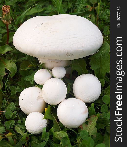 White mushrooms on a grass