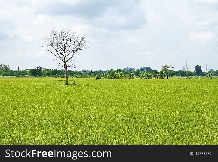 Dead tree among green rice paddy field and blue sky background