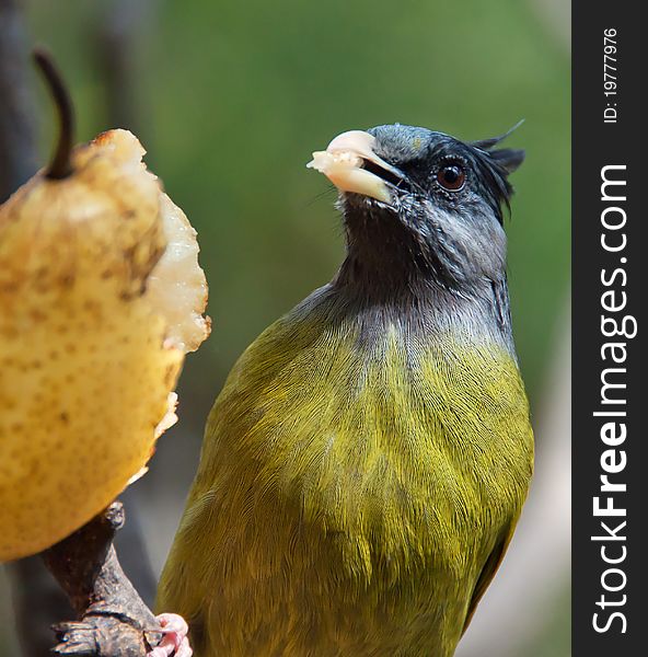 A yellowbird are carefully eat food