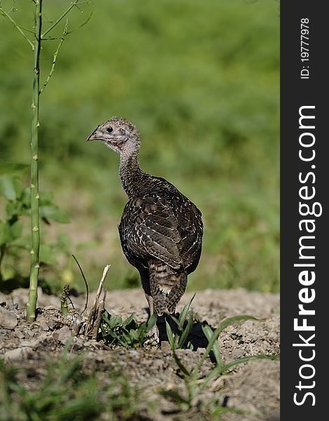 Photo of a young hen turkey. Photo of a young hen turkey