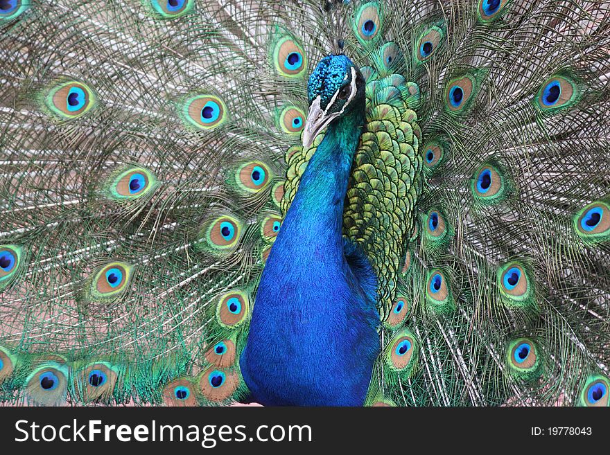 The Male Peacock shows its colours
