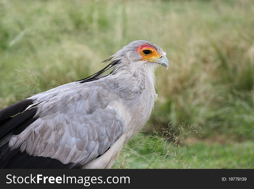 The Secretary bird (Sagittarius Serpentarius)