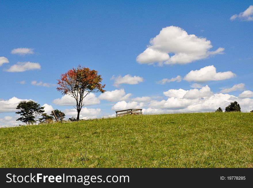 Tree in a grassland  (New Zealand)