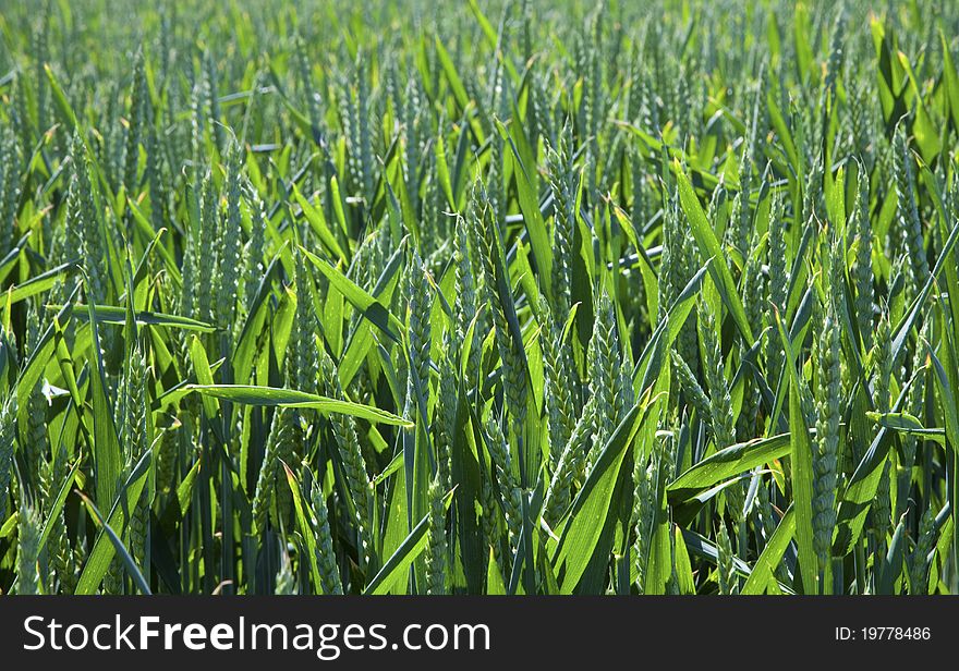 Sunlit green wheat field background