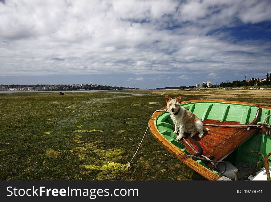 A little dog in a boat. A little dog in a boat