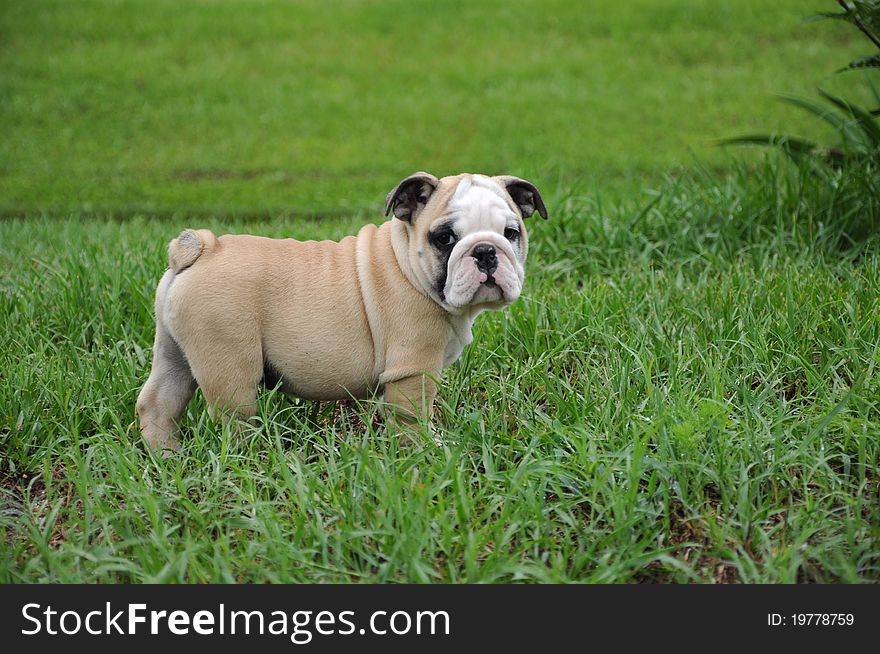 English Bulldog walking in the grass. English Bulldog walking in the grass.