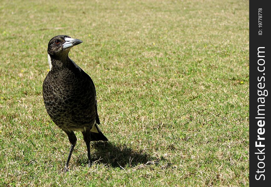 A young magpie on the front lawn, waiting for something to eat. A young magpie on the front lawn, waiting for something to eat.