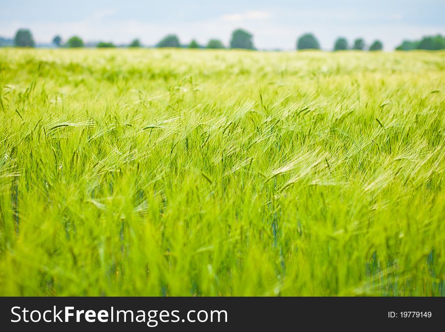 Wheat field at spring time