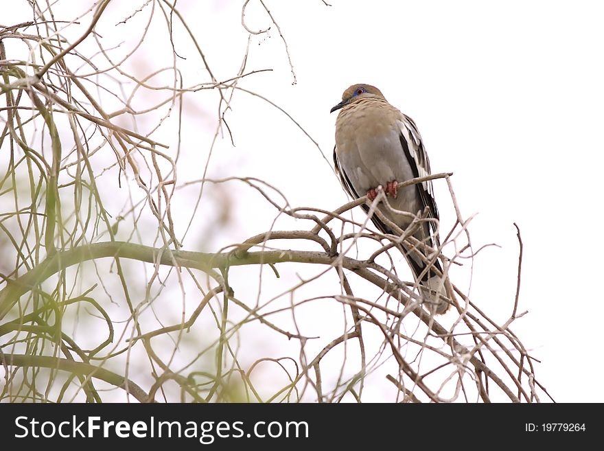 Close up shot of Dove sitting on a branch