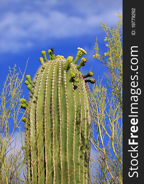 Close up shot of cactus bloom in spring time.