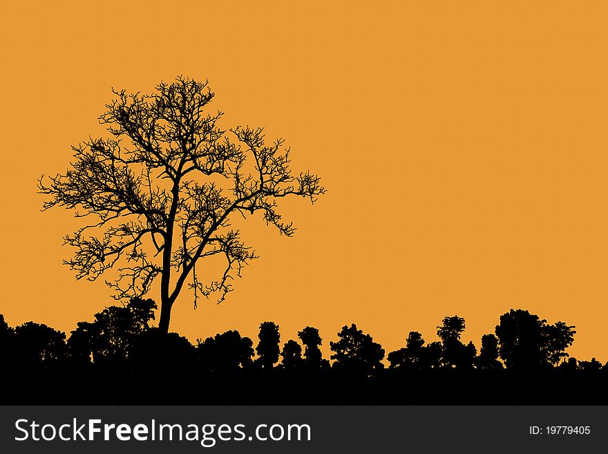 Death tree standing alone in natural environment as silhouette. Death tree standing alone in natural environment as silhouette