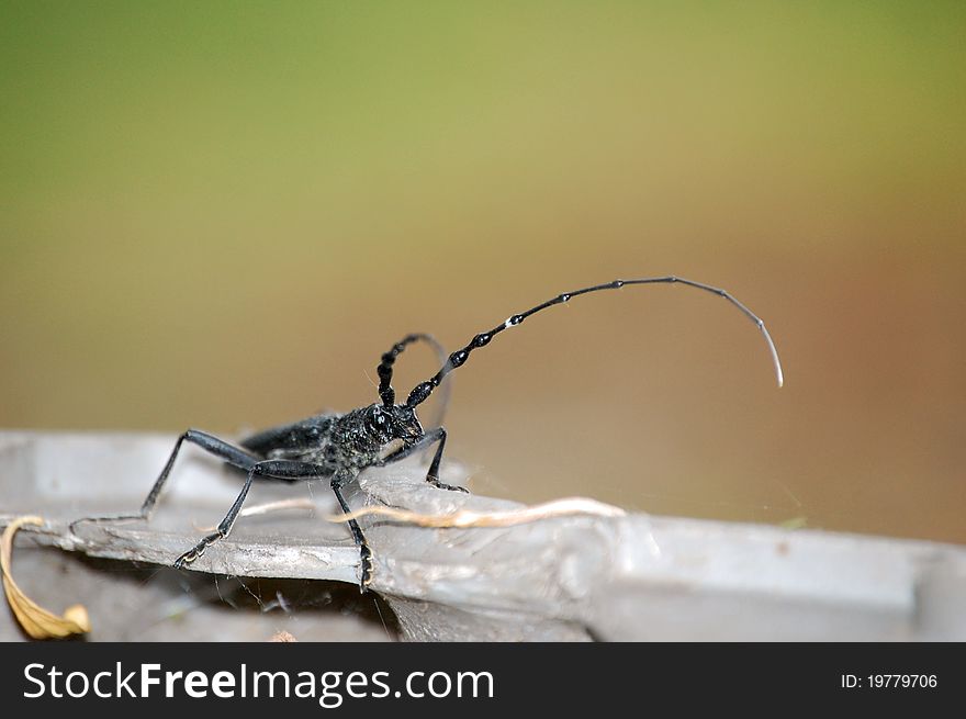 Capricorn beetle (Cerambyx scopolii) Macro photo.