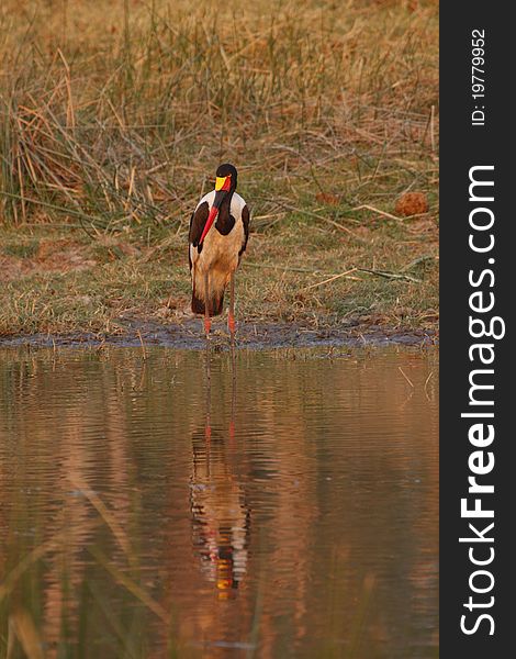 Saddle Bill Stork