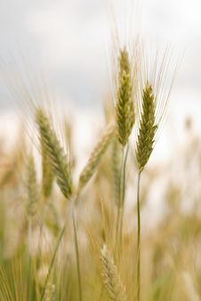 Detail Of Wheat S Ears. Royalty Free Stock Photography Detail Of Wheat S Ears. Royalty Free Stock Photography