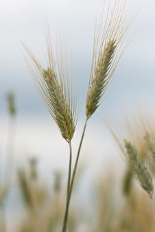 Detail Of Wheat S Ears. Stock Photography Detail Of Wheat S Ears. Stock Photography