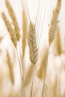 Detail Of Wheat S Ears. Royalty Free Stock Photos Detail Of Wheat S Ears. Royalty Free Stock Photos