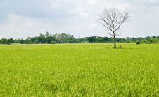 Dead Tree Among Green Rice Paddy Field Royalty Free Stock Image Dead Tree Among Green Rice Paddy Field Royalty Free Stock Image