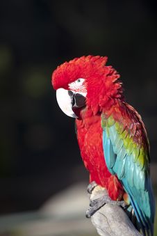Red Macaw Parrot Royalty Free Stock Images