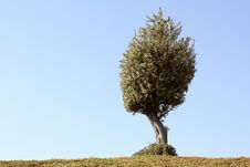 Lone Olive Tree Royalty Free Stock Photos Lone Olive Tree Royalty Free Stock Photos