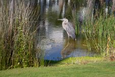 Great Blue Heron B Royalty Free Stock Image Great Blue Heron B Royalty Free Stock Image