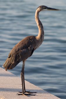 Great Blue Heron C Stock Photography Great Blue Heron C Stock Photography