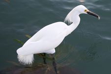 Snowy Egret A Stock Images