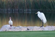 Great White Egret And American White Ibis Stock Photography Great White Egret And American White Ibis Stock Photography
