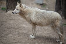 Arctic Wolf Stock Images