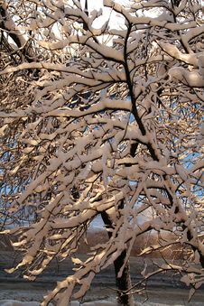 Snow-covered Branches Of Trees Stock Photos