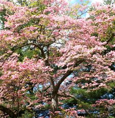 Cherry Blossom Tree Royalty Free Stock Photos