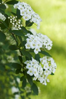 Bridal-Wreath Spiraea (Vanhoutte) Royalty Free Stock Photo Bridal-Wreath Spiraea (Vanhoutte) Royalty Free Stock Photo