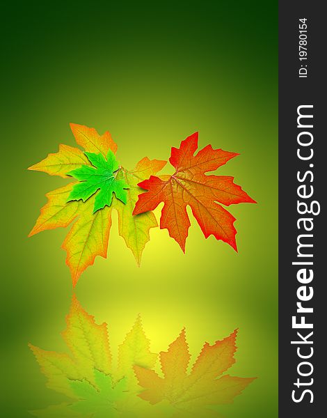 Fresh Spring Autumn Leaves Graphic
