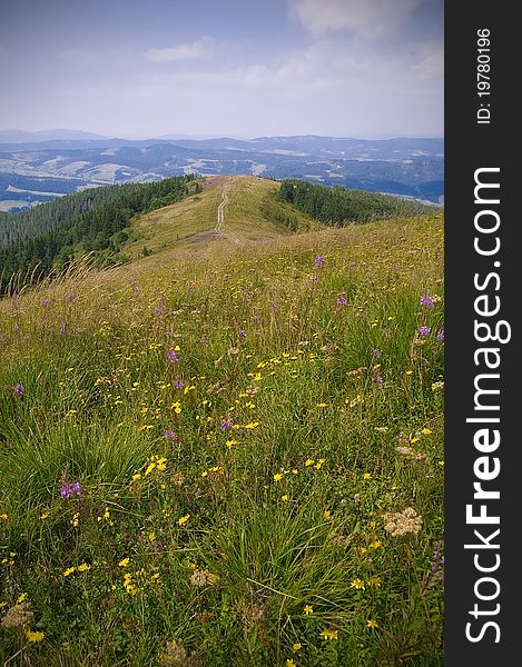 Field of flowers in Carpathian mountains in summer