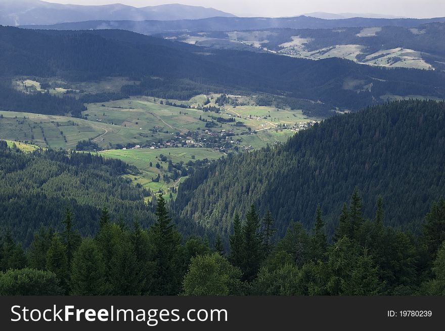 Green forest in Carpathian mountains