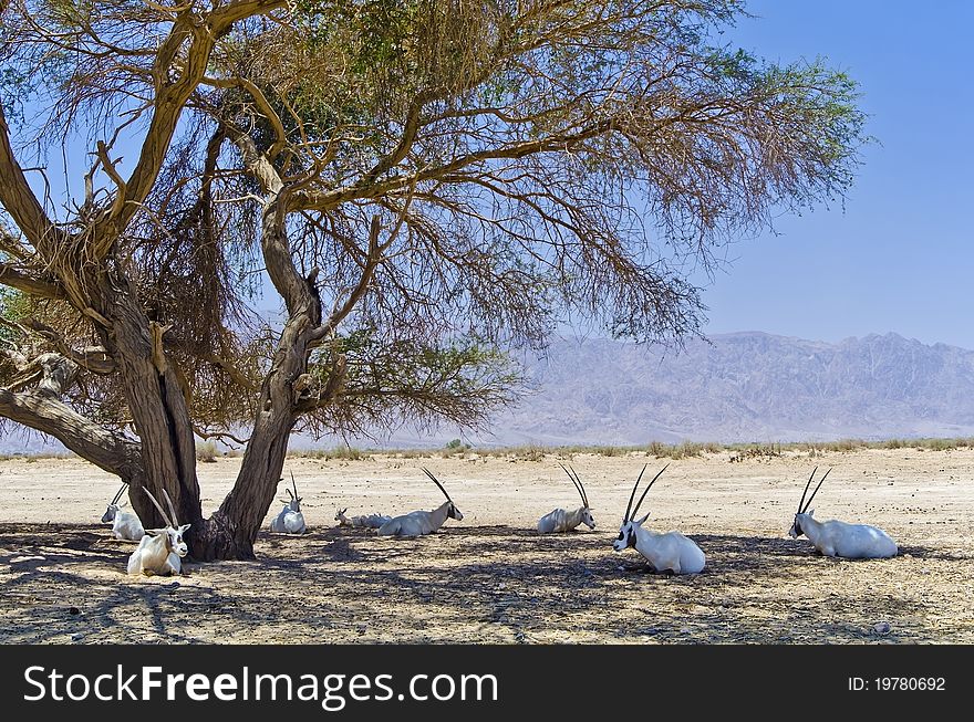 The shot was taken in nature reserve near Eilat city, Israel. The shot was taken in nature reserve near Eilat city, Israel