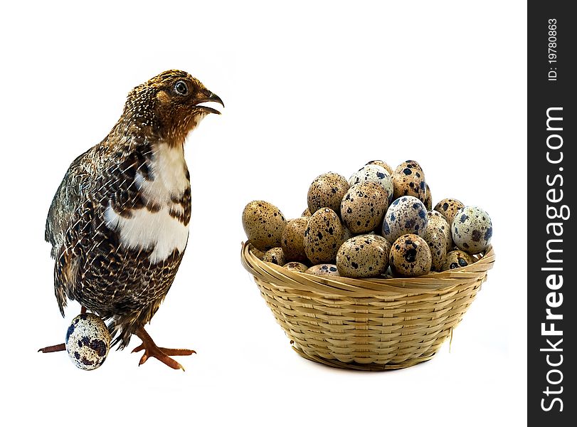 Adult Quail And Basket With Its Eggs