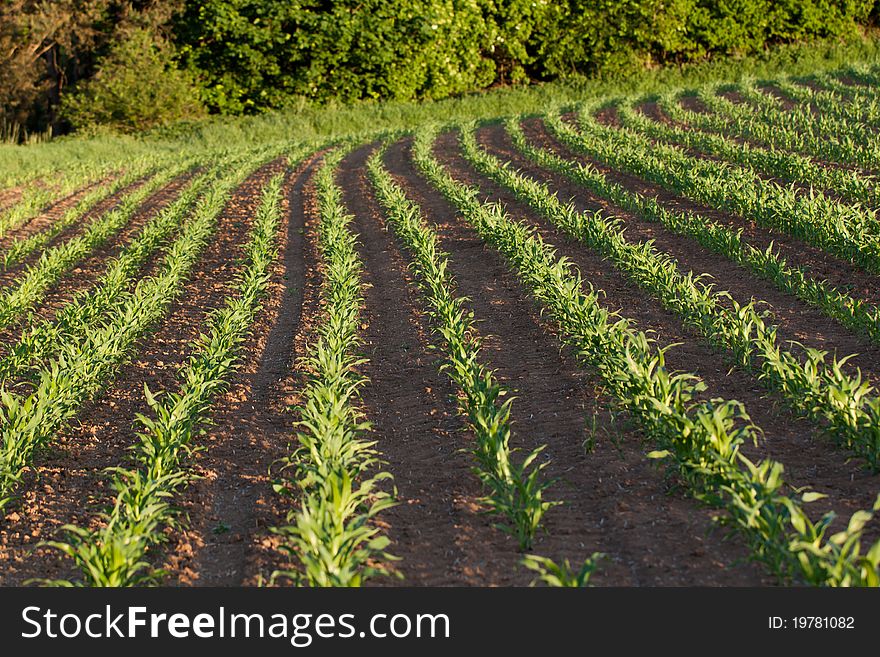 Corn field in a sunset