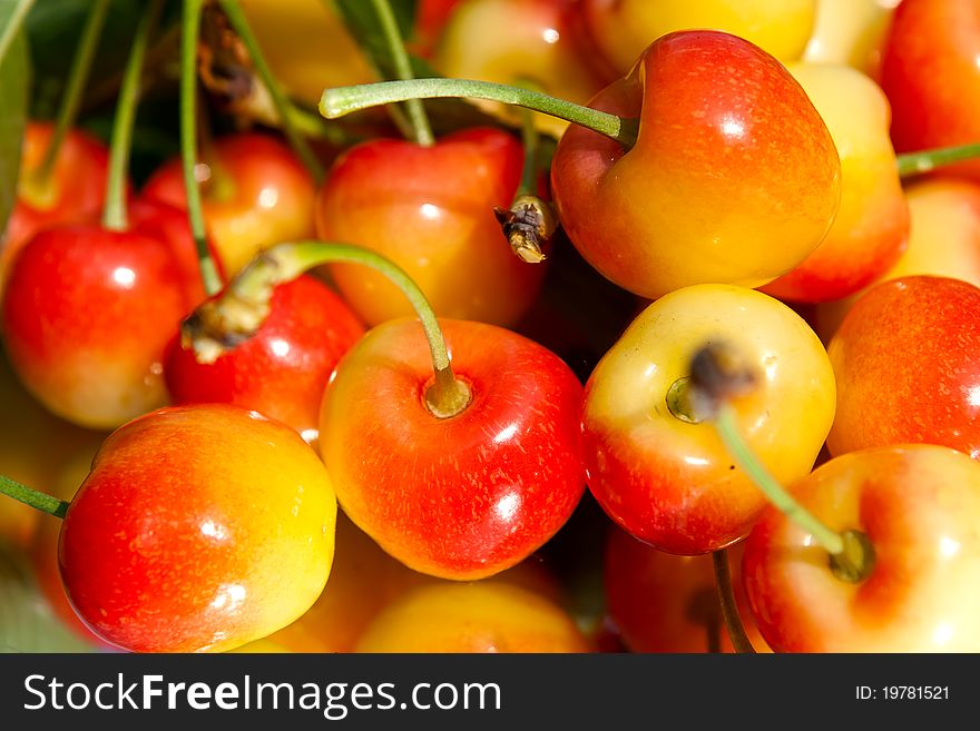 Lot of fresh, crisp cherries