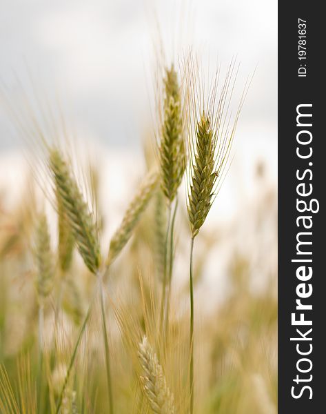 Scene with wheat's ears with shallow depth of field. Scene with wheat's ears with shallow depth of field.