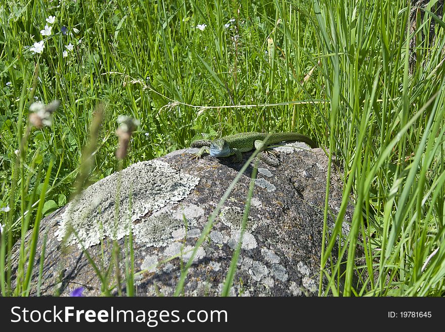 A wild Lizard on stone