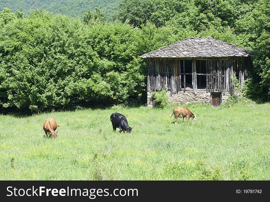 Cows infront old house and grass