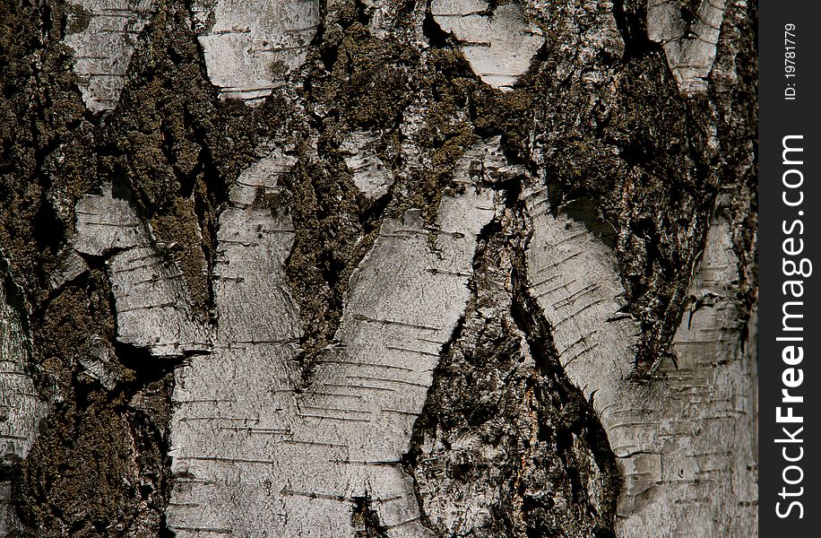 Part of birch trunk with bark. Part of birch trunk with bark