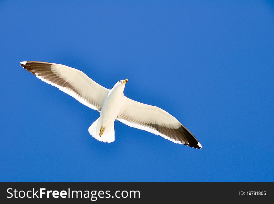 Seagulls flying with blue sky. Seagulls flying with blue sky