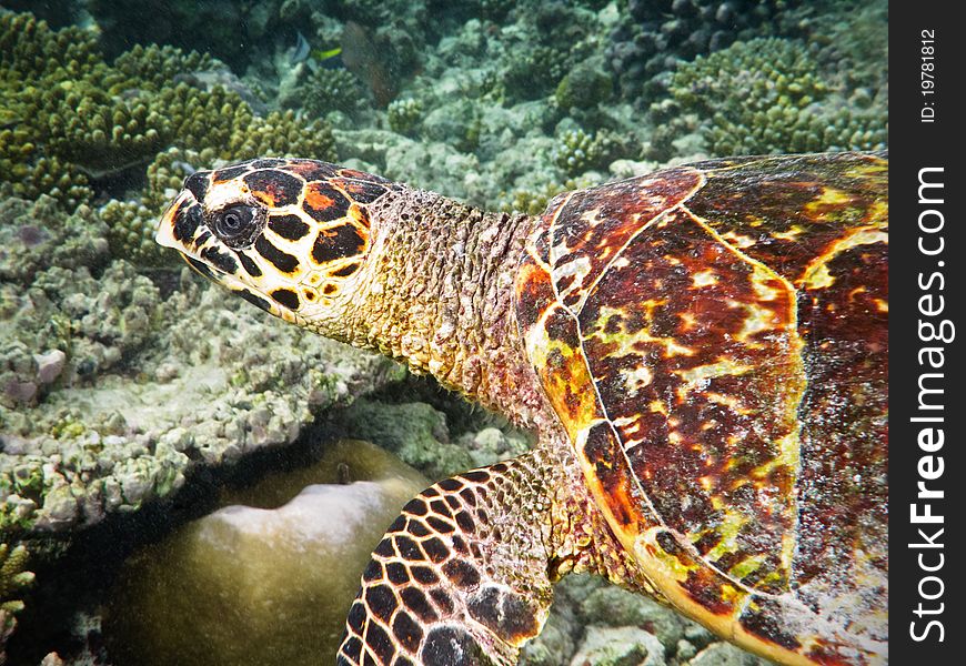 Turtle close up view